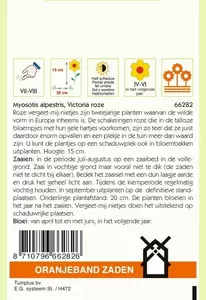 Myosotis, Vergeet-mij-niet Victoria, roze Oranjeband - afbeelding 2