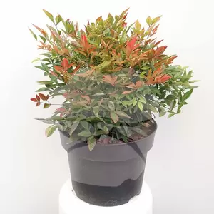Nandina domestica 'Gulfstream' C5 | Hemelse Bamboe