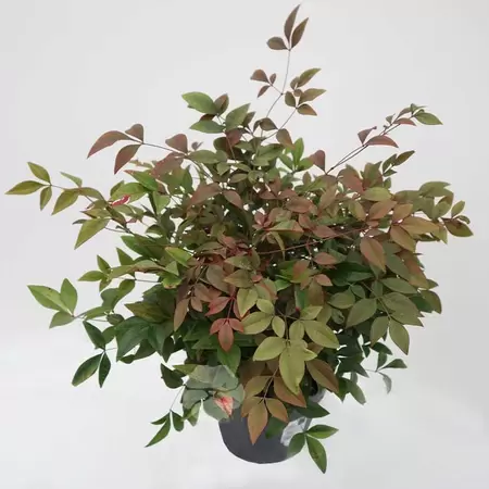 Nandina domestica Obsessed Seika | Hemelse bamboe