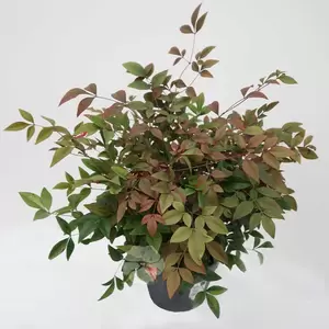 Nandina domestica Obsessed Seika | Hemelse bamboe