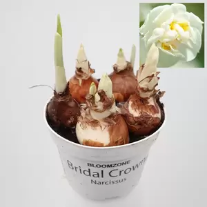 Narcis 'Bridal Crown' - wit