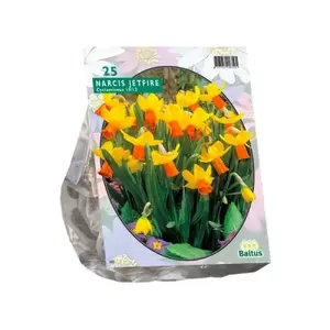 Narcis Mini Jetfire; Geel/Oranje per 25