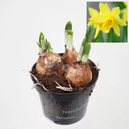 Narcis Tete a Tete - geel
