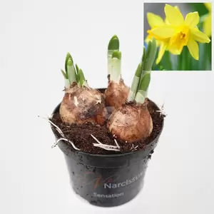 Narcis Tete a Tete - geel