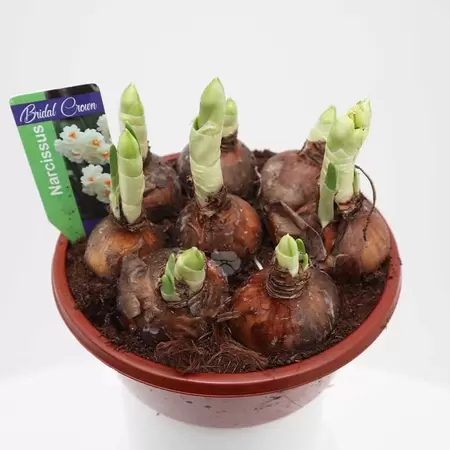 Narcissus 'Bridal Crown' - wit