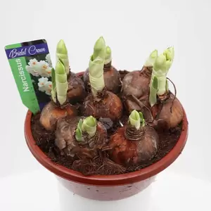 Narcissus 'Bridal Crown' - wit