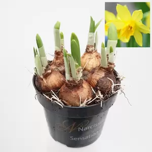 Narcis Tete a Tete - geel