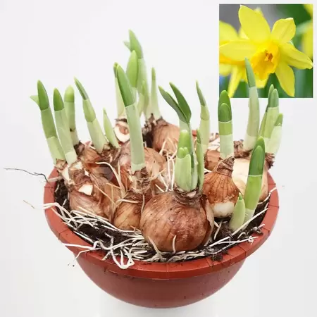 Narcis Tete a Tete - geel