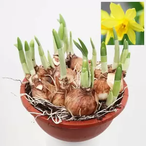 Narcis Tete a Tete - geel