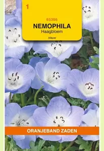 Nemophila, Haagbloem, blauw Oranjeband - afbeelding 1