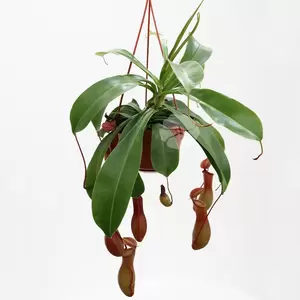 Nepenthes Alata | Bekerplant Hangpot