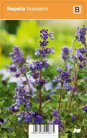 Nepeta faassenii