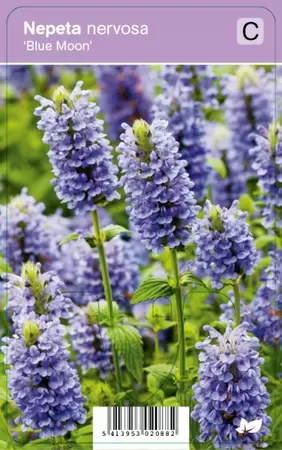 Nepeta nervosa Blue Moon