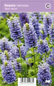 Nepeta nervosa Blue Moon