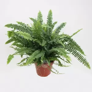 Nephrolepis exaltata `green lady` | Krukvaren