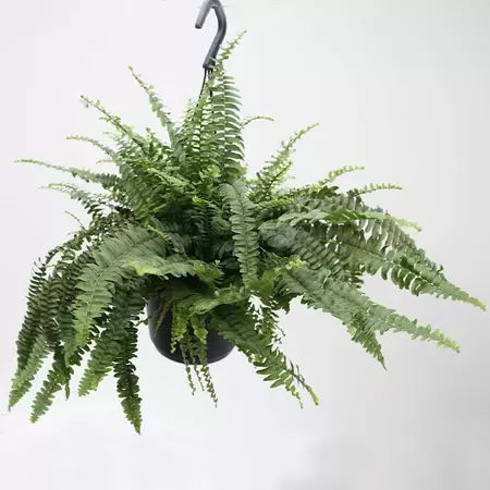 Nephrolepis 'Green Lady' | Krulvaren Hangpot