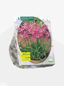 Nerine Bowdenii, Roze per 5