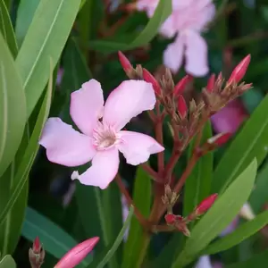 Nerium Oleander P17 - afbeelding 3