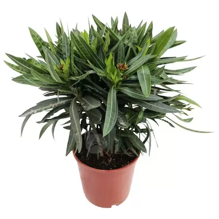 Nerium Oleander P17 - afbeelding 1