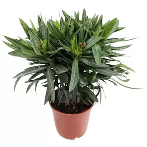 Nerium Oleander P17 - afbeelding 1