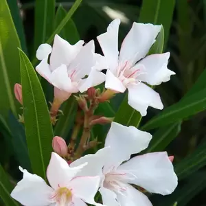 Nerium Oleander P17 - afbeelding 2