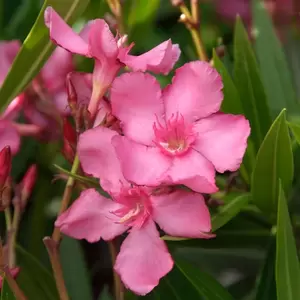 Nerium Oleander P17 - afbeelding 4