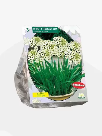 Ornithogalum Saundersiae per 3