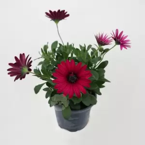 Osteospermum | Spaanse Magriet - afbeelding 2