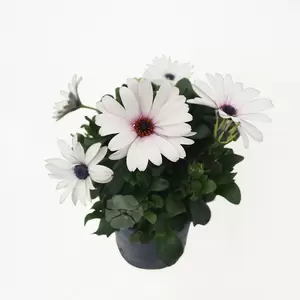 Osteospermum | Spaanse Magriet - afbeelding 5