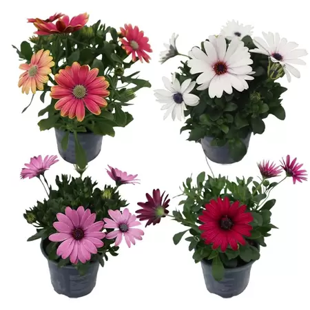 Osteospermum | Spaanse Magriet - afbeelding 1