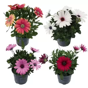 Osteospermum | Spaanse Magriet - afbeelding 1