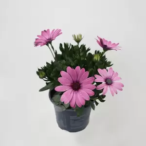 Osteospermum | Spaanse Magriet - afbeelding 3