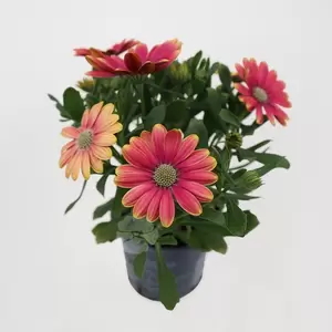 Osteospermum | Spaanse Magriet - afbeelding 4