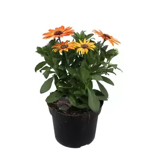 Osteospermum | Spaanse margriet - afbeelding 2