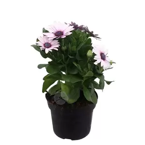 Osteospermum | Spaanse margriet - afbeelding 3