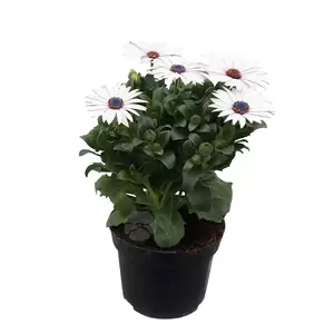 Osteospermum | Spaanse margriet - afbeelding 4