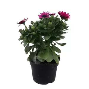 Osteospermum | Spaanse margriet - afbeelding 5