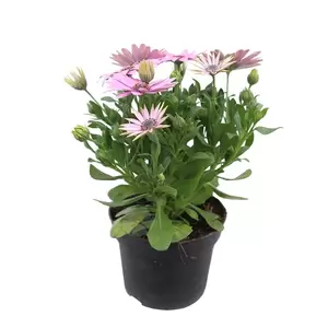 Osteospermum | Spaanse margriet - afbeelding 6