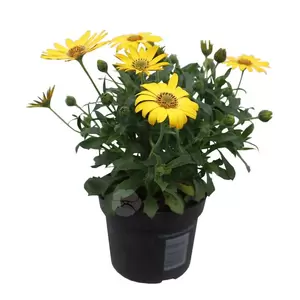 Osteospermum | Spaanse margriet - afbeelding 7