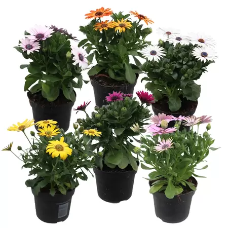 Osteospermum | Spaanse margriet - afbeelding 1
