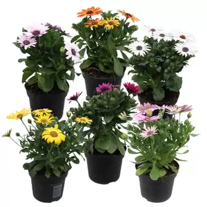 Osteospermum | Spaanse margriet - afbeelding 7