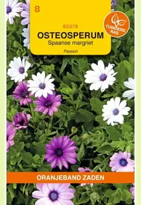 Osteospermum, Spaanse Margriet Passion gemengd Oranjeband - afbeelding 1