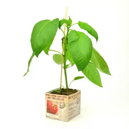 Paprika Geel