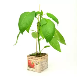Paprika Geel