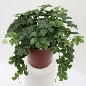 Partenocissus Inserta | Suikerdruifje Pot12cm