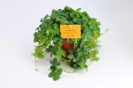 Parthenocissus Striata | Suikerdruifje