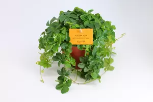 Parthenocissus Striata | Suikerdruifje