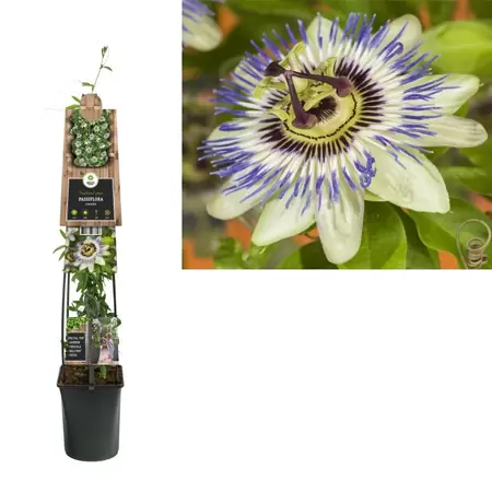 Passiflora caerulea | Passiebloem Pot23cm