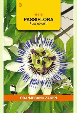 Passiflora, Passiebloem Oranjeband - afbeelding 1