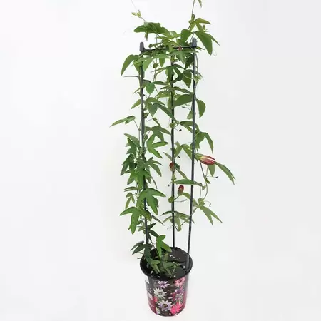Passiflora (zuil) | Passiebloem P19